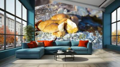 FROZEN MUSHROOMS Wall mural