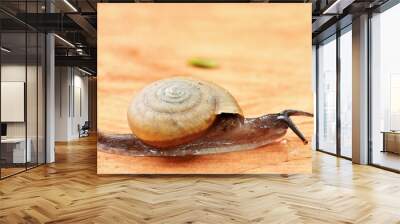 snail on a pink floor Wall mural