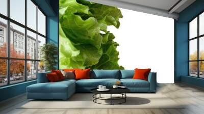 Closeup of a lettuce leaf, a leaf vegetable, on a transparent background Wall mural