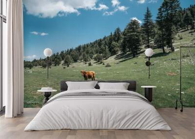 Brown cow standing on the farm at countryside in summer of Turkey Wall mural