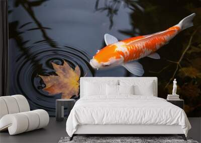 Top view of koi fish swimming in clear water with fallen maple leaf floating, creating a ripple effect. Wall mural