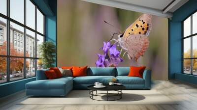 butterfly on flower Wall mural