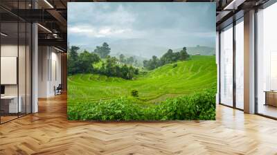 Paddy Rice Field Plantation Landscape with Mountain View Background Wall mural