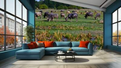 thai buffalo is grazing in a field Wall mural