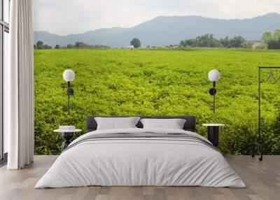 landscape of green field in the mountains Wall mural