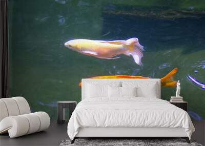 two goldfish in aquarium  Wall mural