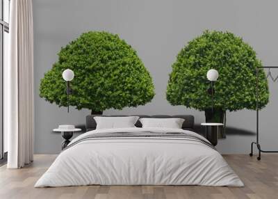 two green trees isolated background   Wall mural