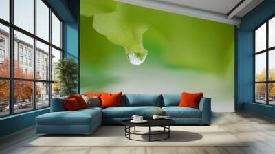 Organic hydroponic vegetable with dew drop Wall mural