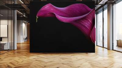 A close-up of a single purple calla lily, against a dark background, capturing dramatic and striking beauty. --ar 16:9 --style raw Job ID: c29ff13a-5a16-4159-9f87-9425e395c583 Wall mural