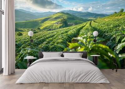 Rows of coffee plants stretching across a hillside, early morning light casting long shadows Wall mural