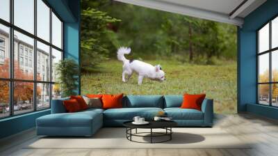 Cute long hair Chihuahua enjoying the grass outside in the summer time. Wall mural