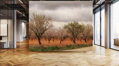 Almond trees in bloom under gray sky Wall mural