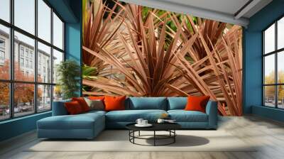 Cordyline Australis plant in the garden Wall mural