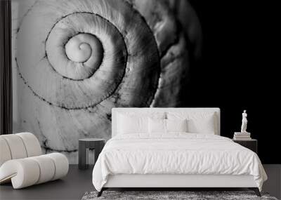 Macro photography of white snail shell Wall mural