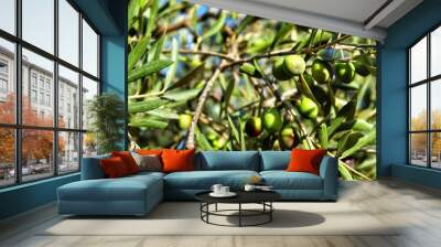 Olives in Alicante plantation Wall mural