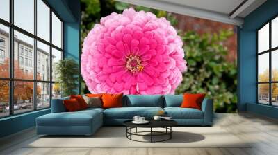 Dahlia pink in garden with green background and text space, picture for valentines day or mother's day Wall mural