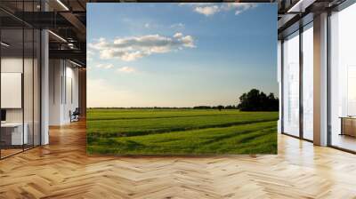 Dutch green landscape isolated bush sky clouds and grass field sun nature, typical dutch landscape rural,sundown in season, horizontal, wooden fence Wall mural