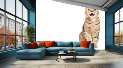 Adorable cat Scottish Strait sitting with raised paw isolated on white background Wall mural