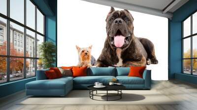 Cane Corso and Yorkshire Terrier lying together isolated on white background Wall mural