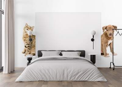 Cat Scottish Straight and puppy pit bull peeking from behind banner Wall mural