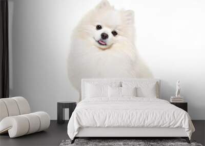 Curious Pomeranian Spitz  sitting isolated on white background Wall mural