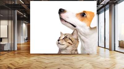 Cute dog Jack Russell Terrier and  kitten Scottish Straight side view isolated on white background Wall mural