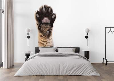 Front paw of a cat Scottish Straight, closeup, isolated on white background Wall mural