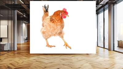 Ginger chicken standing isolated on white background Wall mural