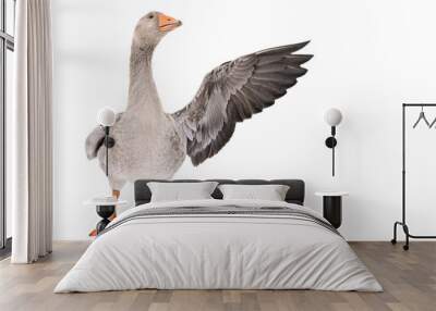 Goose points wing to side standing isolated on white background Wall mural