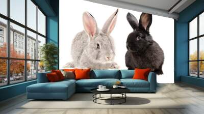 Gray and black rabbits sitting together isolated on white background Wall mural