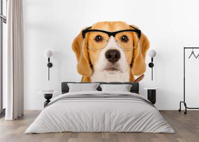 Portrait of a Beagle dog in glasses isolated on white background Wall mural