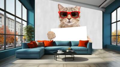 Portrait of a cat Scottish Straight in red sunglasses with a banner in paws on a gray background Wall mural