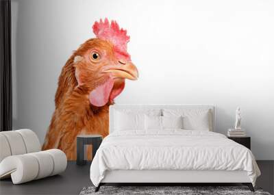 Portrait of a curious chicken, closeup, isolated on white background Wall mural