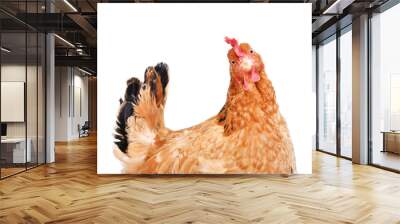 portrait of a funny chicken, side view, isolated on white background Wall mural