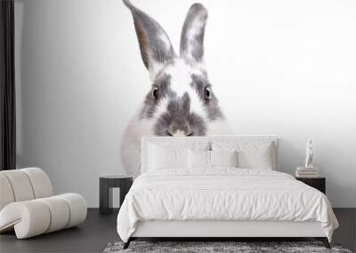 Portrait of a funny cute rabbit, closeup, isolated on a white background Wall mural