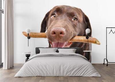 Portrait of a funny Labrador puppy with a stick in his teeth isolated on white background Wall mural