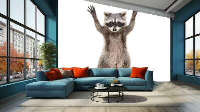 Portrait of a funny raccoon sitting with paws raised, isolated on white background Wall mural