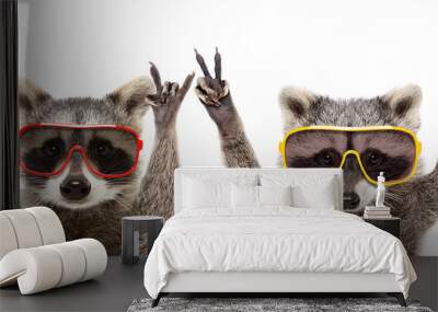 Portrait of a funny raccoons in sunglasses showing a gesture, isolated on a white background Wall mural