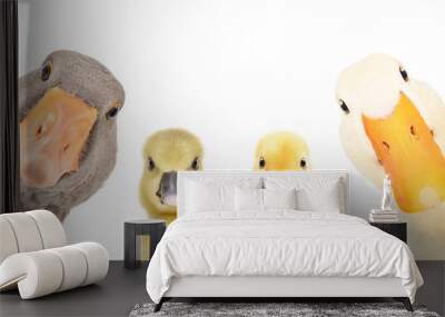 Portrait of a goose, gosling, duckling, duck isolated on a white background Wall mural