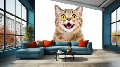 Portrait of a happy smiling cat Scottish Straight, closeup, isolated on white background Wall mural