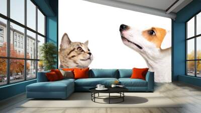 Portrait of cute dog Jack Russell Terrier and  kitten Scottish Straight side view isolated on white background Wall mural