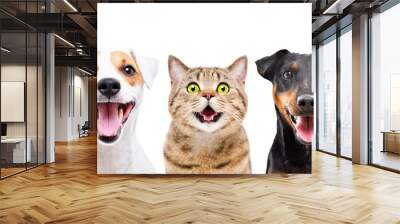 Portrait of two funny  cute dogs and cat isolated on white background Wall mural