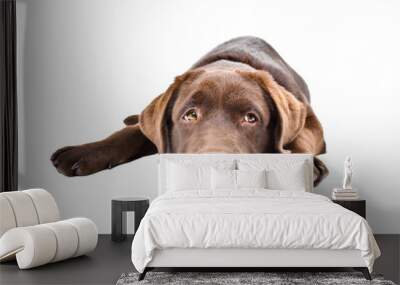 Sad labrador puppy lying isolated on a white background Wall mural