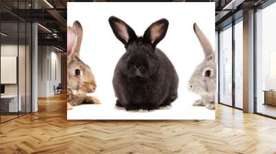 Three rabbits together isolated on white background Wall mural