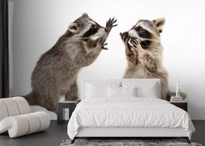 Two funny playful raccoons isolated on white background Wall mural