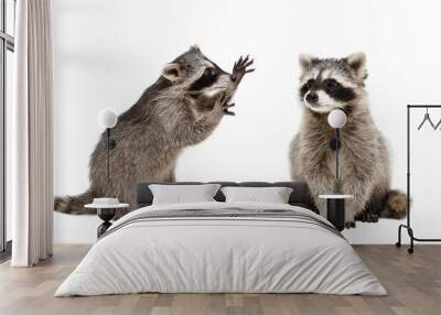 Two funny raccoons, isolated on white background Wall mural