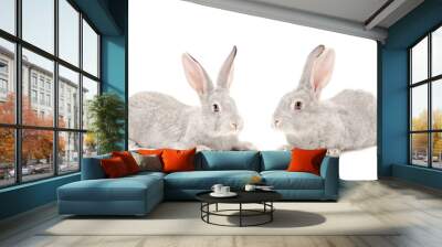 Two gray rabbit isolated on white background Wall mural