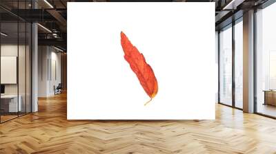 Red autumn leaf isolaed on white background Wall mural