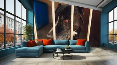 cute pitbul dog in shelter cage with sad crying eyes and pointing nose, emotional moment, adopt me concept, space for text Wall mural