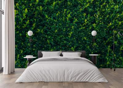 green branches of boxwood in green park background. buxus bush in botanical garden in spring. space for text. springtime. fresh picture Wall mural